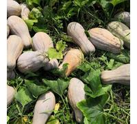 Semi di zucca, rare semi di da giardino perenni verdi invernali resistenti per il balcone serra 90pcs