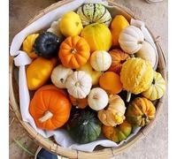 Semi di zucca, regali per gli amanti del giardino e per il giardino rare sul balcone esotiche 90pcs
