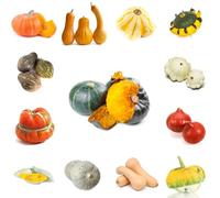 Semi di zucca, resistenti per il giardino vecchie varietà semi di regali sostenibili da giardino d'appartamento sul balcone verdi 60pcs