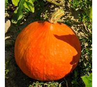 semi di zucca semi biologici di giardino bonsái interni varietà tradizionali balcone, perenne resistenti saporoso 150pcs