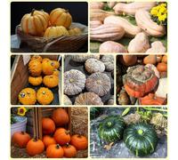 Semi di zucca - semi di da balcone esotiche Le perenni sono rustiche per balconi 150pcs