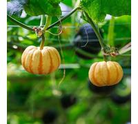 Semi di zucca, semi di da giardino balcone serra rare verdi resistenti per il acquistare invernali regali 60pcs