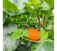 semi di zucca semi di decorazione zucca, tetto verde ornamentali resistenti a 100pcs