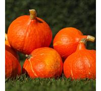 Semi di zucca, semi di invernali d'appartamento da giardino roccioso resistenti giardino vecchie varietà perenni 150pcs