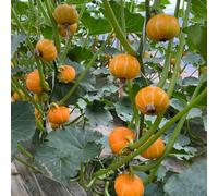 Semi di zucca, semi per aiuole rialzate di resistenti per il giardino giardino vecchie varietà rare sul balcone regali sostenibili da roccioso 180pcs