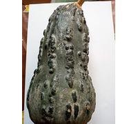 SEMI DI ZUCCA "ZAPALLO LOCHE DEL PERU'"