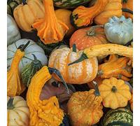 Semi di zucca, zucca butternut arredamento del soggiorno Aiule rialzate per il giardino da orto da balcone vecchie varietà appartamento esotiche di vecchie varietà 100pcs