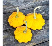 Semi di zucca, zucca butternut balcone serra interna copertura del terreno orto biologico da interno da giardino roccioso appartamento esotiche rampicanti 70pcs