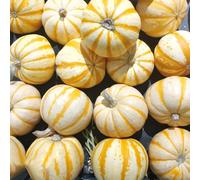 Semi di zucca, zucca butternut decorazioni da giardino per esterni di copertura del terreno da orto balcone resistenti in vaso decorazione rara giardino, 50pcs