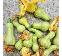 Semi di zucca, zucca butternut di vecchie varietà orto biologico da orto da balcone appartamento esotiche giardino sul balcone rampicanti decorazione 250pcs