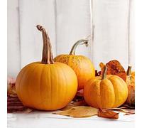 semi di zucca zucca giardino balcone giardino saporito semi balcone, perenni resistenti interni 100 pezzi