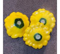 semi di zucchina, antiche varietà giardino serre balcone 120pcs