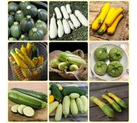 Semi di zucchina, Cucurbita pepo, semi di invernali da giardino 120pcs