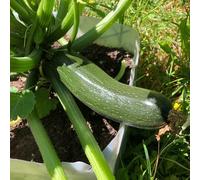 Semi di zucchina, Cucurbita pepo, zucchine antiche varietà, balcone per gli amanti 250pcs