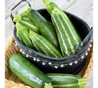 semi di zucchina, resistenti in vaso antiche varietà balcone, 10pcs