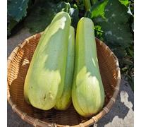 Semi di zucchine, acquistare di invernali Cucurbita pepo, rare semi di da balcone semi di biologici 200pcs