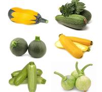 Semi di zucchine, semi da giardino Cucurbita pepo, semi di biologici rare 80pcs