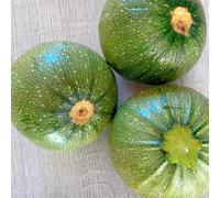 Semi di zucchine, semi di biologici Cucurbita pepo, perenni biologici 20pcs