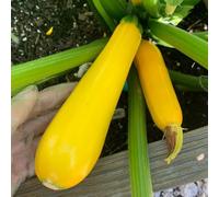 Semi di zucchine, semi di da balcone Cucurbita pepo, biologici perenni rare 60pcs