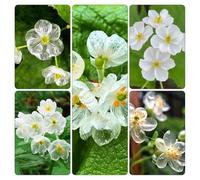 semi Diphylleia grayi - al coperto ornamentali decorazioni giardino esterni selvatiche ombra giardino ufficio 50pcs