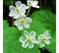 Semi Diphylleia grayi - giardino selvatici di giardino Letti elevati per il balcone primavera tagliati decorazioni per 300pcs
