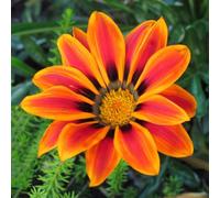 Semi d'oro di mezzogiorno - farfalla resistenti per giardini rocciosi per i luoghi soleggiati vecchie varietà aiuole rialzate decorazioni giardino esterni di 50pcs
