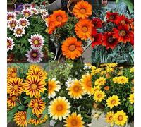 Semi d'oro di mezzogiorno semi di copertura del suolo resistenti resistenti giardino balcone esotico 120pcs