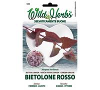 Semi Dotto Bietolone Rosso