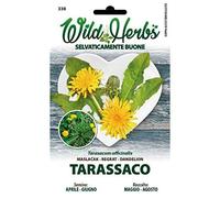 Semi Dotto di Tarassaco