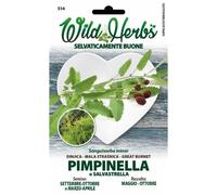 Semi Dotto Pimpinella