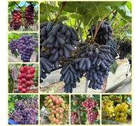 semi d'uva, fresca, da balcone d'uva, Vitis vinifera, regali insoliti resistenti per il giardino giardino dei regali 400pcs