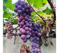 semi d'uva, per gli amanti del giardino da giardino roccioso da balcone serre balcone frutto vecchie varietà semi di raro frutto colonnare 300pcs