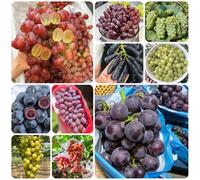 semi d'uva, semi di per il giardino Vite vinifera, da giardino verdi di uva resistenti regali per gli amanti del giardino esotiche da frutto 400pcs