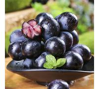 semi d'uva, serre da balcone uva, raro frutteto frutto colonnare da frutto colonnari vecchie varietà esotico semi di per gli amanti del giardino 100pcs