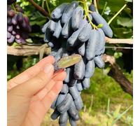 Semi d'uva, uva interno colonnari, rampicanti balcone rialzato con letto in interna resistenti esterno in vaso colonnare 150pcs