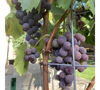 Semi d'uva - verdi Vite vinifera - semi esotici da frutto colonnari vecchie varietà semi biologici semi rari regali insoliti da frutto da balcone 250pcs