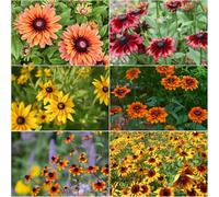 semi echinacea copertura del suolo decorazione balcone con parterre balcone primavera decorazioni giardino per esterni giardino interno 400pcs