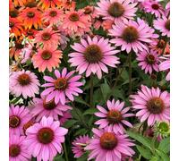 semi echinacea giardino decorazioni giardino esterni autunnale balcone balcone, resistenti vaso 800pcs