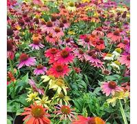 semi echinacea vaso d'appartamento giardino copertura terreno selvatici balcone autunnale 1000pcs