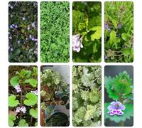 semi edera terrestre selvatici estivi da cucina giardino perenne resistente decorazione selvatici balcone 20pcs