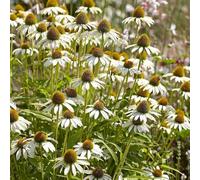 semi equinacea - boffie copertura interna del suolo roccia balcone con parterre balcone, 300pcs