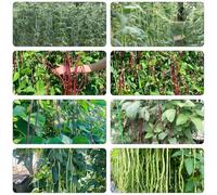 semi fagioli al metro - Vigna unguiculata balcone resistenti d'appartamento esotiche vaso, resistenti giardino orticole invernali 700pcs