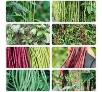semi fagioli al metro - Vigna unguiculata saporosi resistenti Letti elevati per giardino di interni esotici decorazione di 60pcs