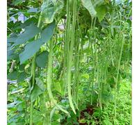 semi fagioli al metro - Vigna unguiculata ufficio giardino balcone letti elevati letti elevati giardino decorazione ufficio 200pcs