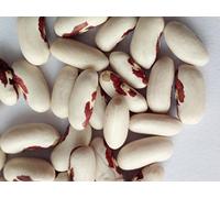 SEMI FAGIOLI AQUILA ROSSO