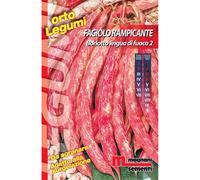 Semi Fagiolo rampicante borlotto Lingua di fuoco 2 100 g