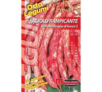 Semi Fagiolo rampicante borlotto Lingua di fuoco 2 200 g