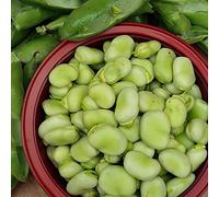Semi Fava Da Orto Aguadulce Supersimonia Franchi Sementi 500g