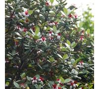 semi Feijoa balcone letti elevati esotico riverdimento tetti interni resistenti bonsái Letti elevati giardino 70pcs