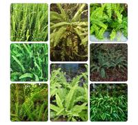 semi felce spada - giardino balcone resistenti balcone rialzato tto tetti verdi terno d'appartamento esotiche Aiuole 500pcs